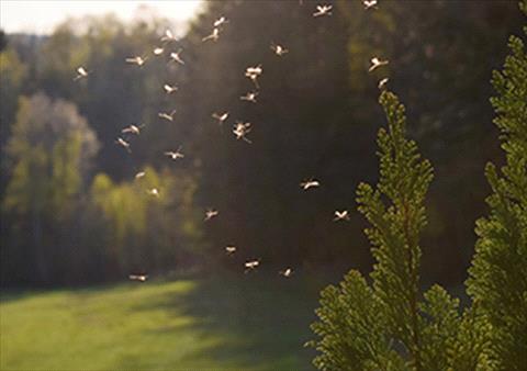 mosquito control